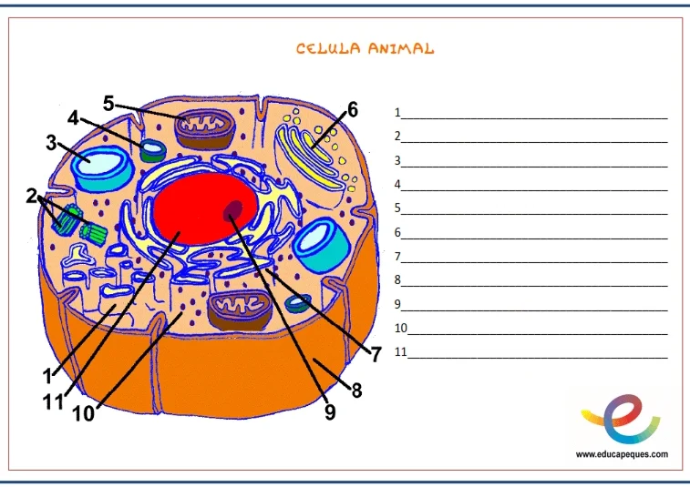 Hoja de trabajo sobre células, tejidos, órganos y sistemas: Guía completa.