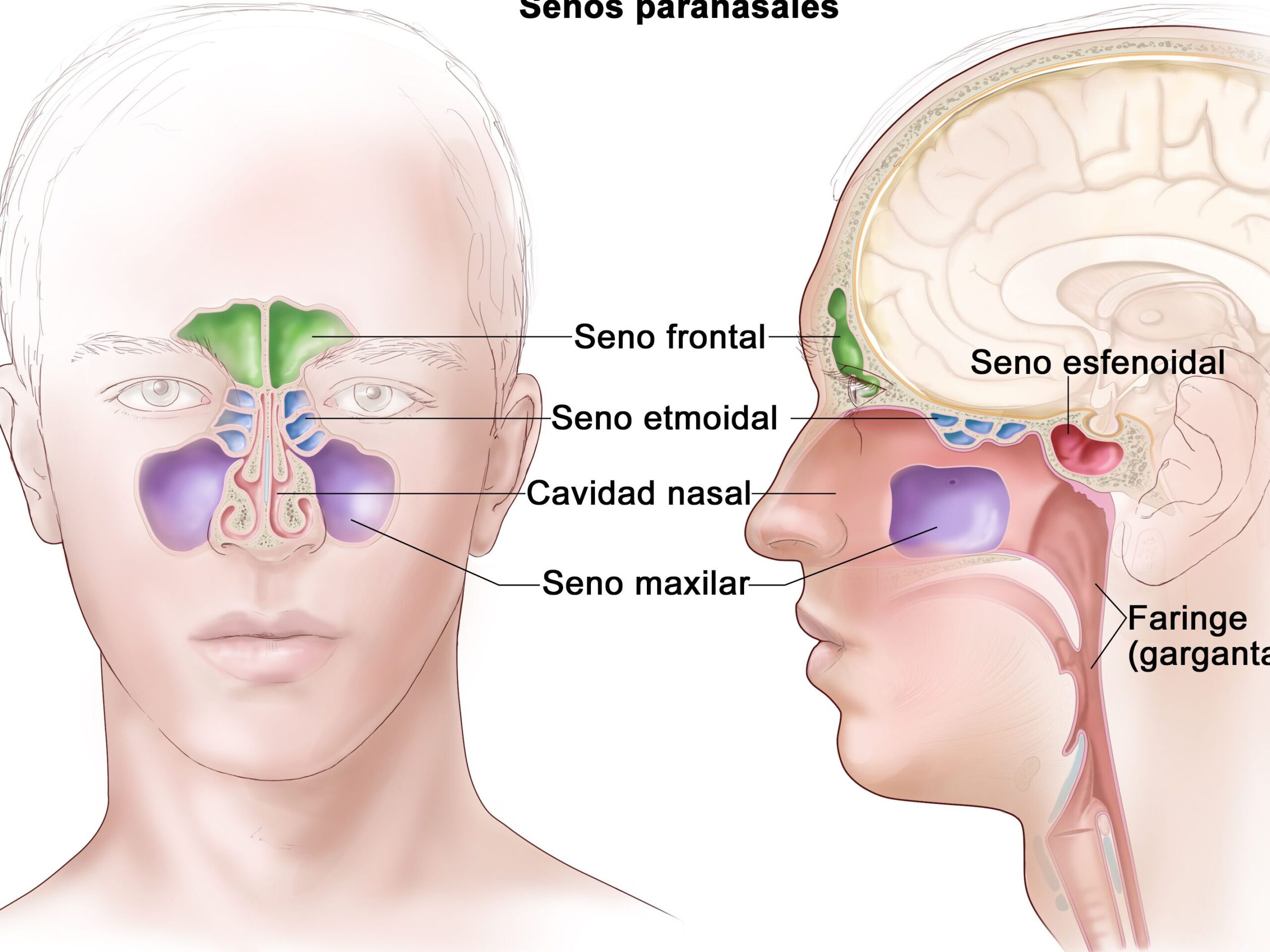 La conexión entre los oídos y los senos paranasales: ¿Cómo están relacionados?