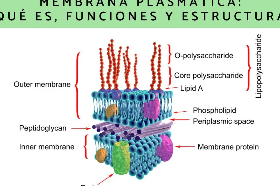 La estructura básica de los bicapas lipídicas.