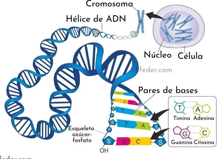 La importancia de la escalera de ADN en la genética humana.