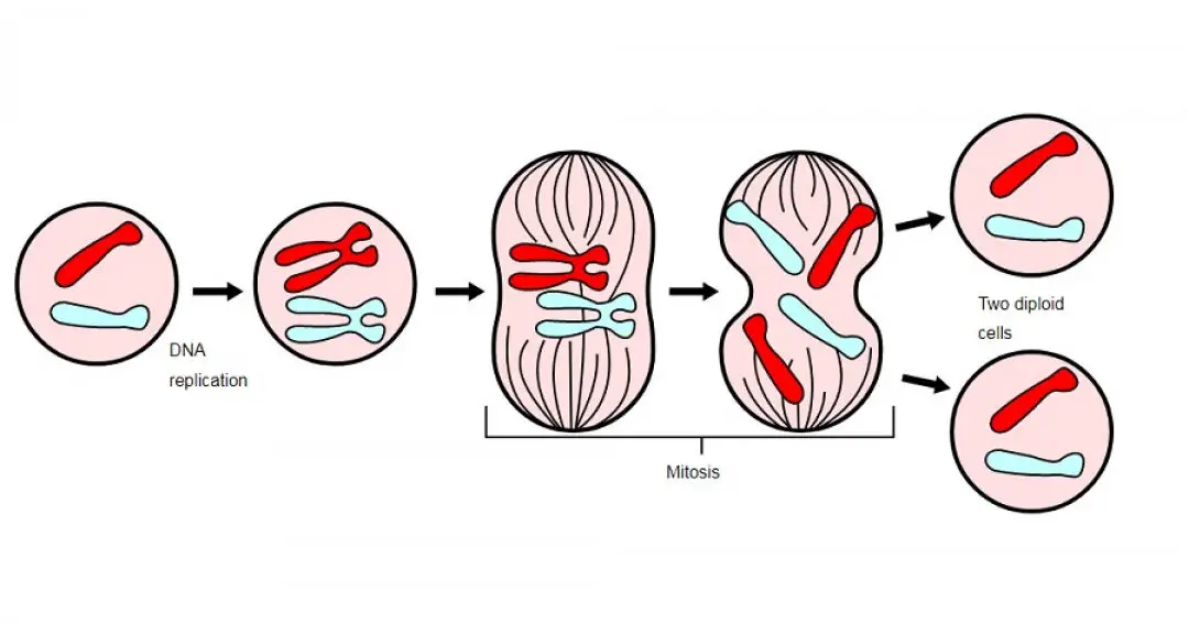 La mitosis resulta en células genéticamente idénticas.