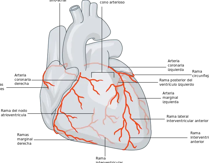 La ubicación del ápice del corazón: ¿Dónde se encuentra?