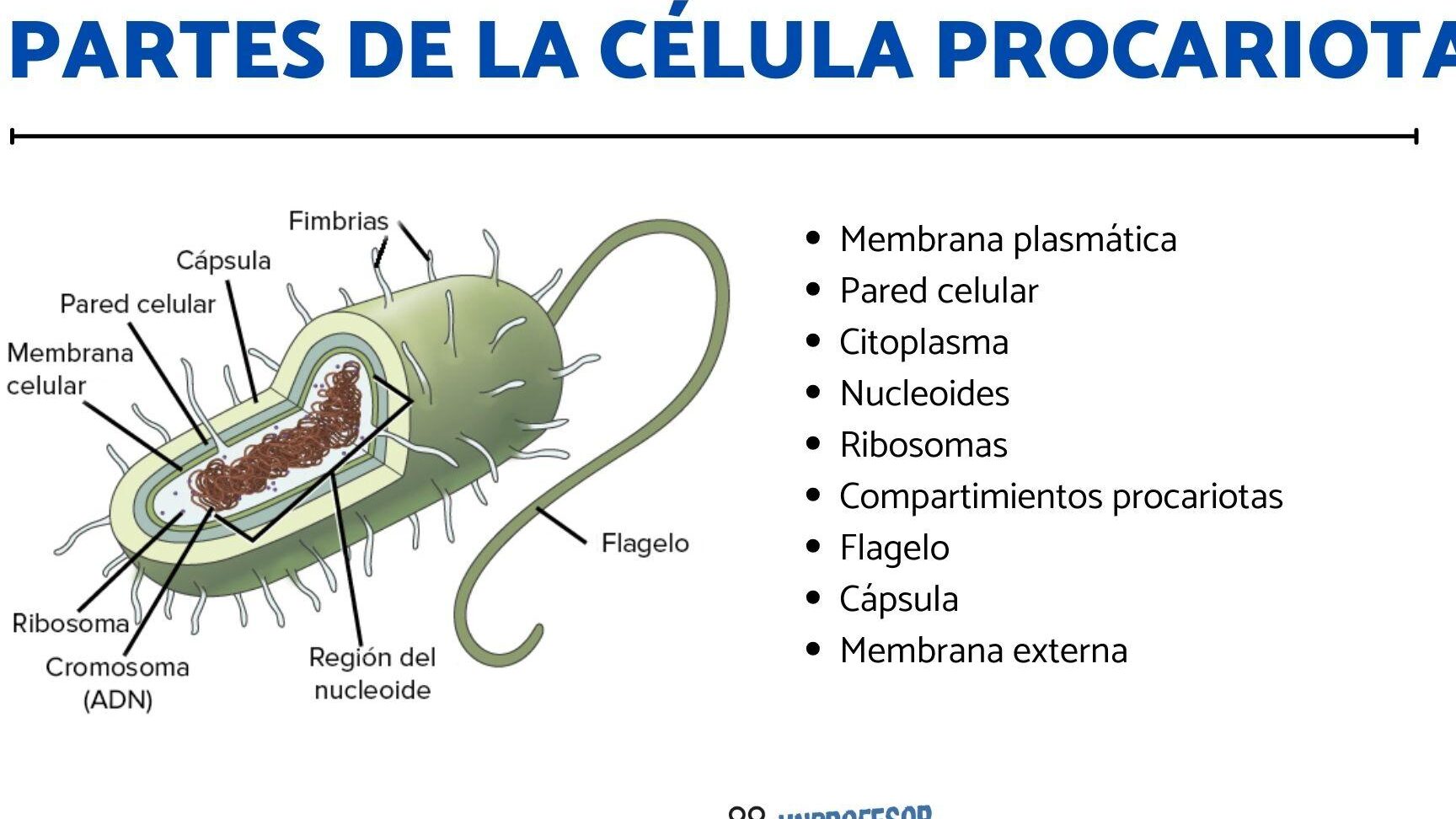 La verdad sobre las células procariotas: ¿Cuál afirmación es cierta?