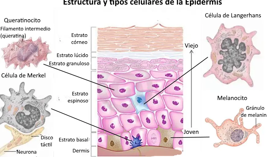 Las células vivas en la epidermis se llaman: