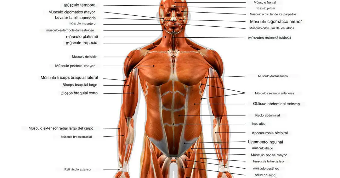 Los músculos utilizados al llevar una bandeja.