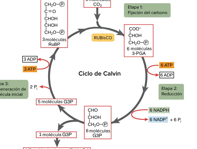 Los resultados del ciclo de Calvin en la fotosíntesis.