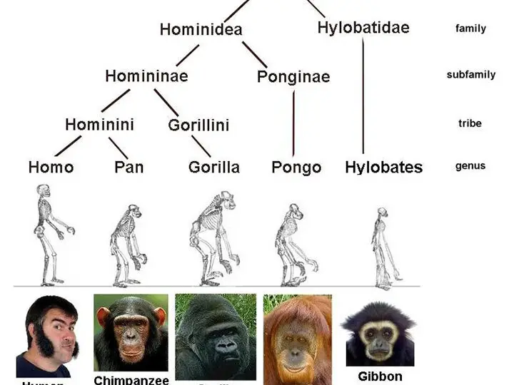 Nuestro parentesco con chimpancés y bonobos: ¿Estamos más cerca de unos que de otros?