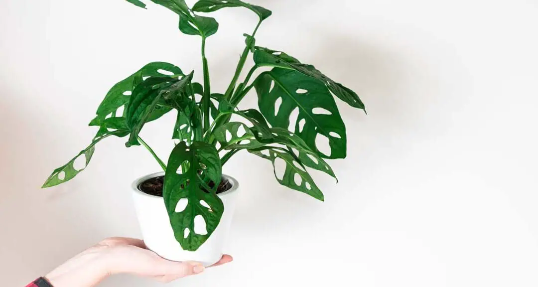Planta de hojas verdes y moradas: Guía completa para su cuidado en interiores.