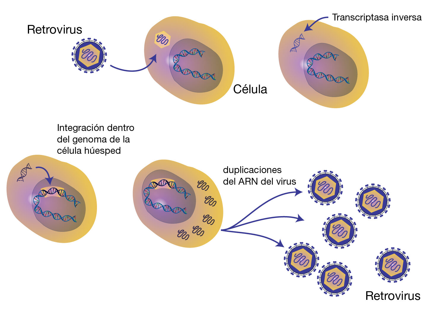 ¿Por qué se considera el VIH un retrovirus?