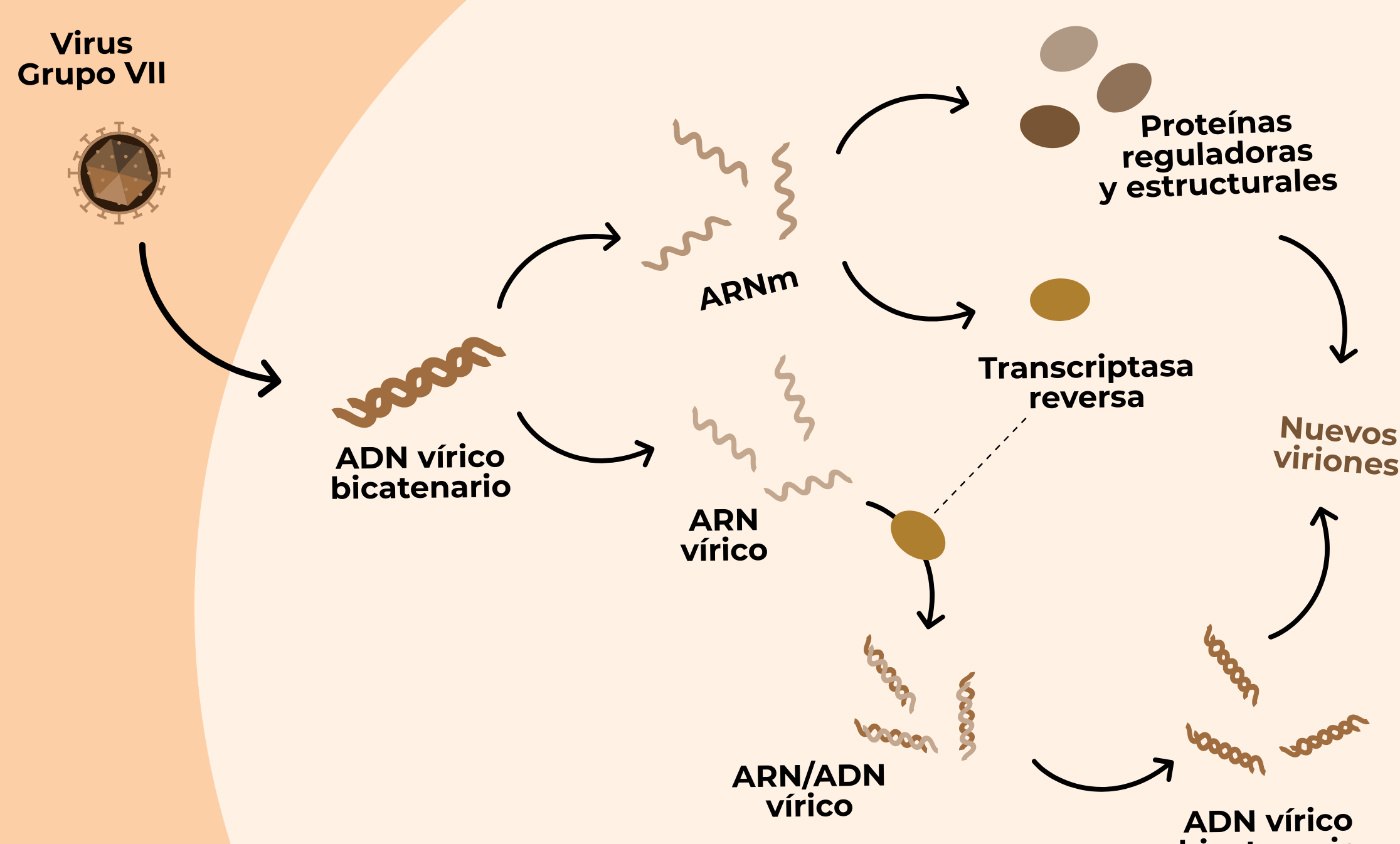 Qué declaración es verdadera sobre la replicación viral.