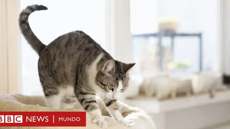 Qué hacer si un gato se frota repetidamente contra tus pantalones de algodón