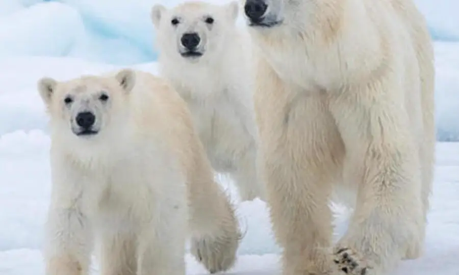 ¿Son los osos polares de sangre caliente?