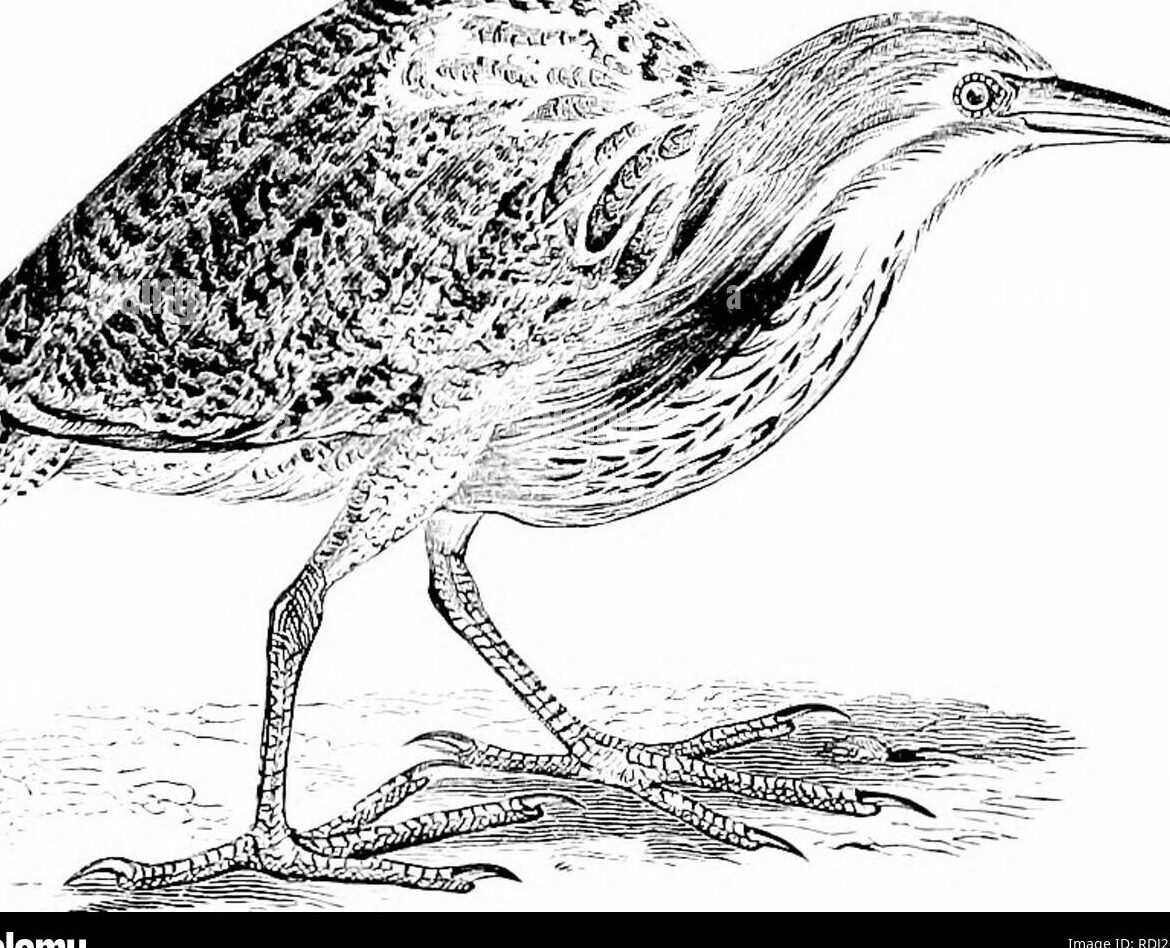 Texto completo de El ibis escarlata en español - IESRibera