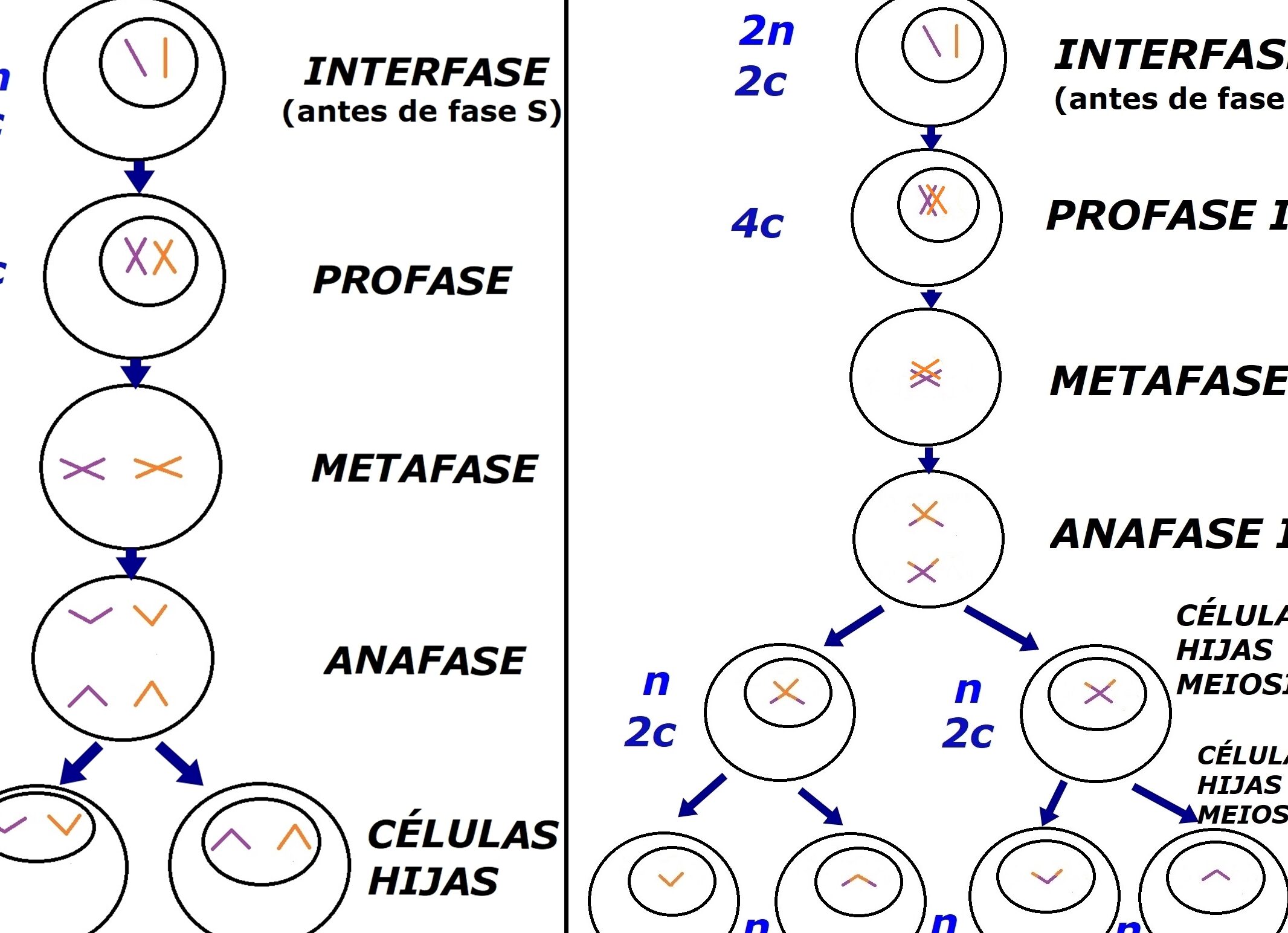 Una célula diploide que entra en mitosis con 16 cromosomas