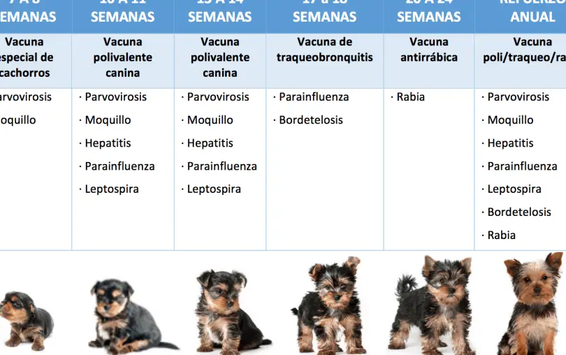 Vacunación completa para cachorros: 9 en 1.